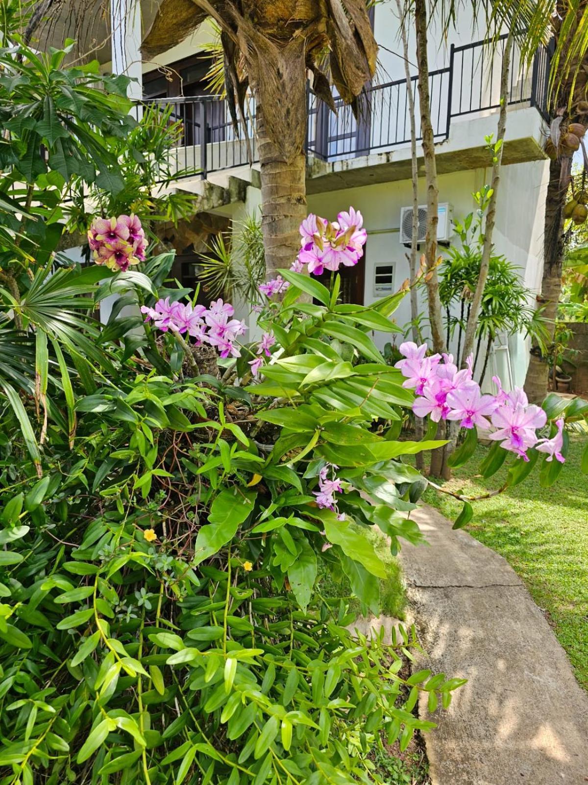 ネゴンボ Optimum Residencies Bed & Breakfast エクステリア 写真
